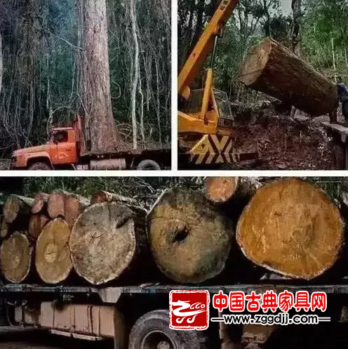红木木材-中国古典家具网